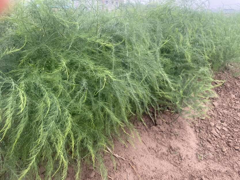 蘆筍種子  北京 京綠一號(hào)雜交種子 筍莖均勻 品質(zhì)好
