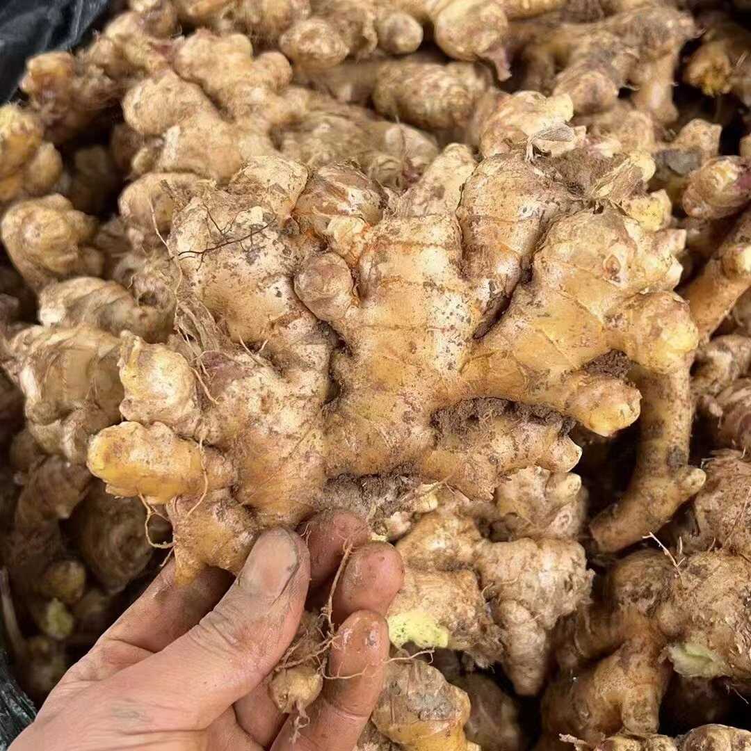【推荐】小黄姜产地供应 一手货源 对接市场电商 出口