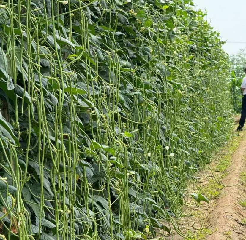 淡黄花豆角种子耐热豆角双颊结的多 条长90cm顺直肉厚不鼓包