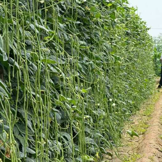 郑州淡黄花豆角种子耐热豆角双颊结的多 条长90cm顺直肉厚不鼓包