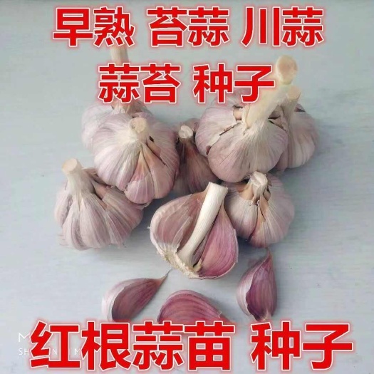 丰县川蒜种子二水早蒜苗种子