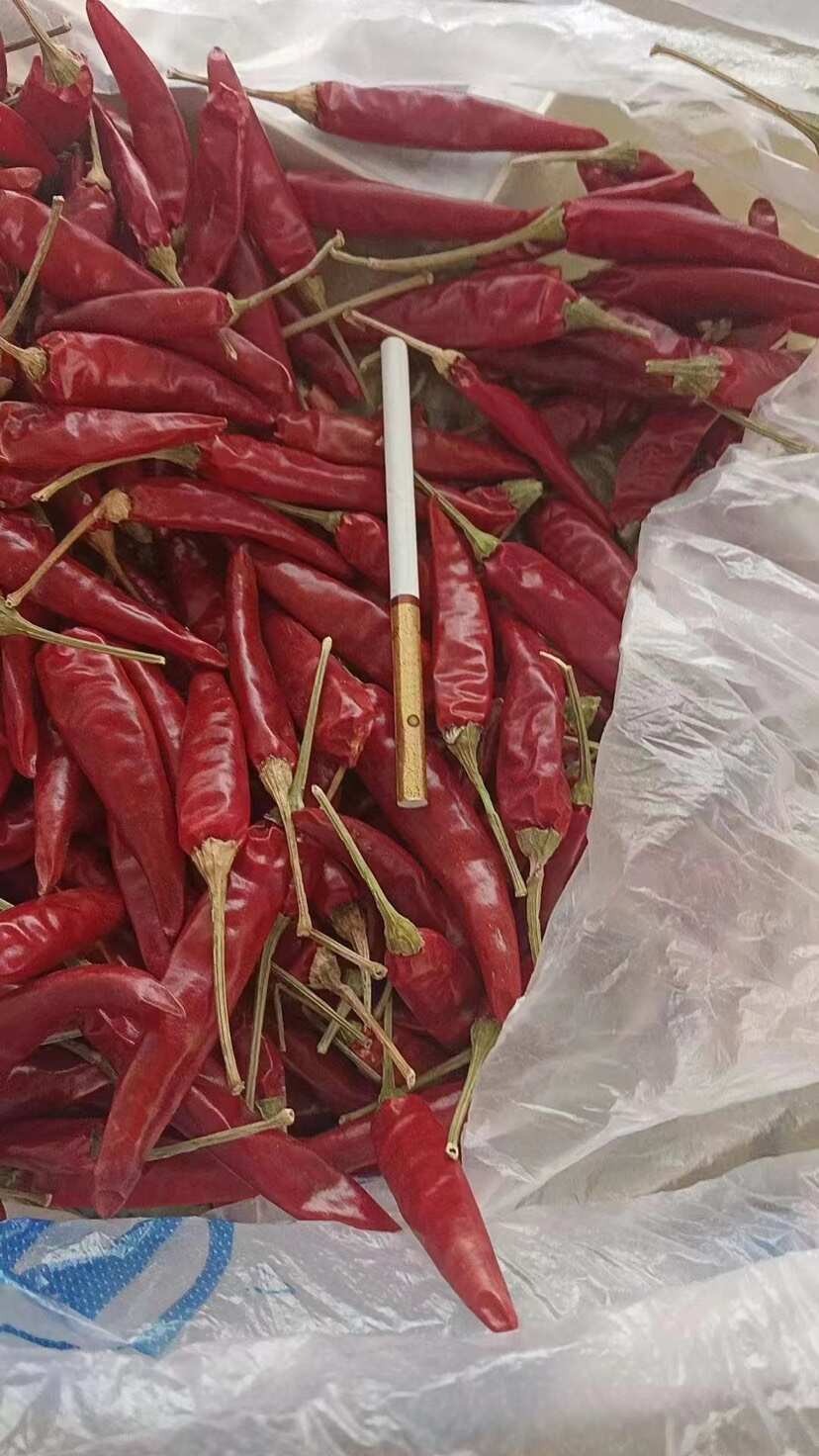 贵州满天星种子 小果朝天椒 光亮黑红 辣味浓抗病强 结果多
