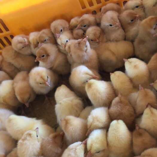 南宁三黄鸡苗 一件代发