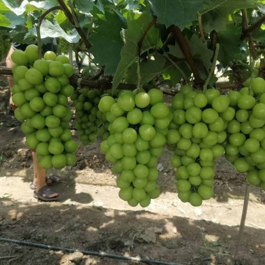 潜江市今天7.17老板大家好，湖北潜江阳光玫瑰大量上市，欢迎采购