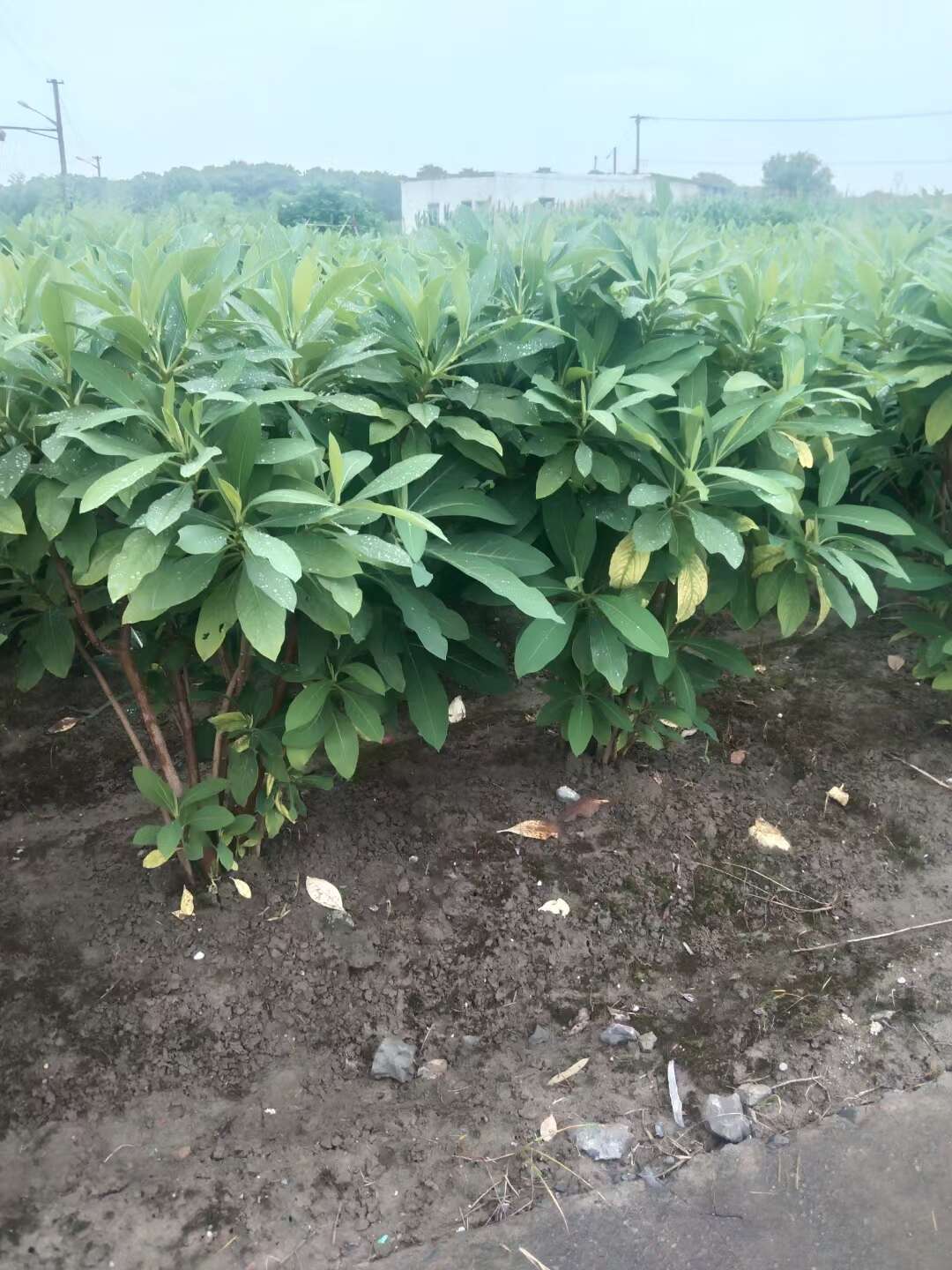 出售结香小毛球