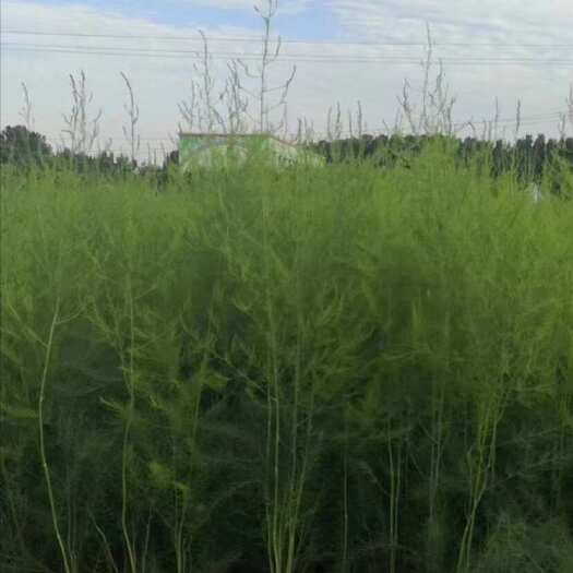 芦笋苗 保成活1-2年苗，根系发达，全国供应