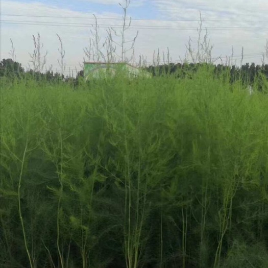 潍坊芦笋苗 保成活1-2年苗，根系发达，全国供应
