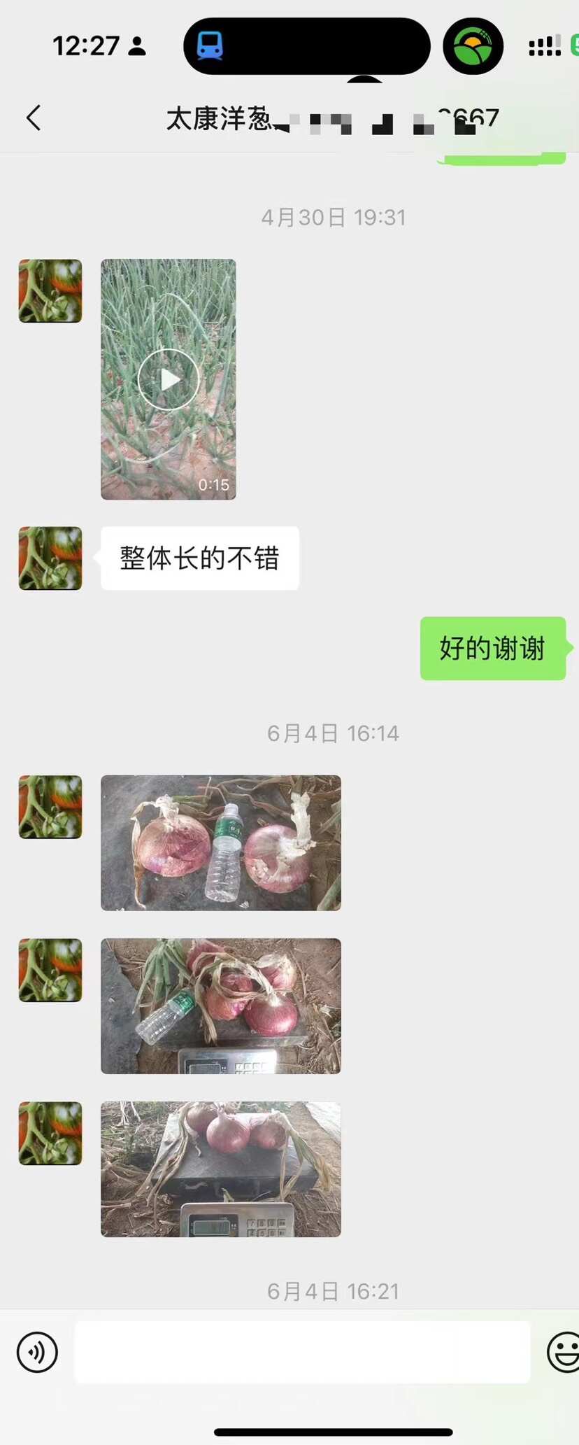 改良二红洋葱种子 芽率高 单果个头大产量高 抗病高几乎不管理