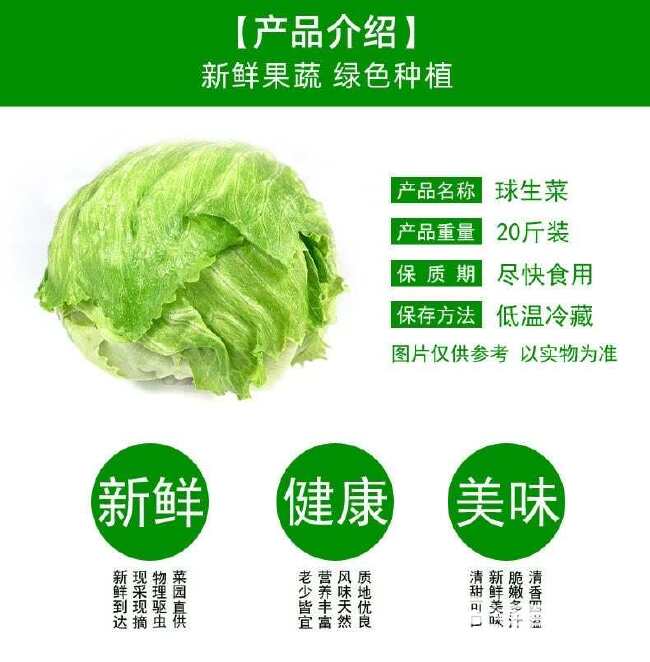 新鲜球生菜20斤汉堡用球形圆生菜西生菜西餐食材沙拉色拉蔬菜批