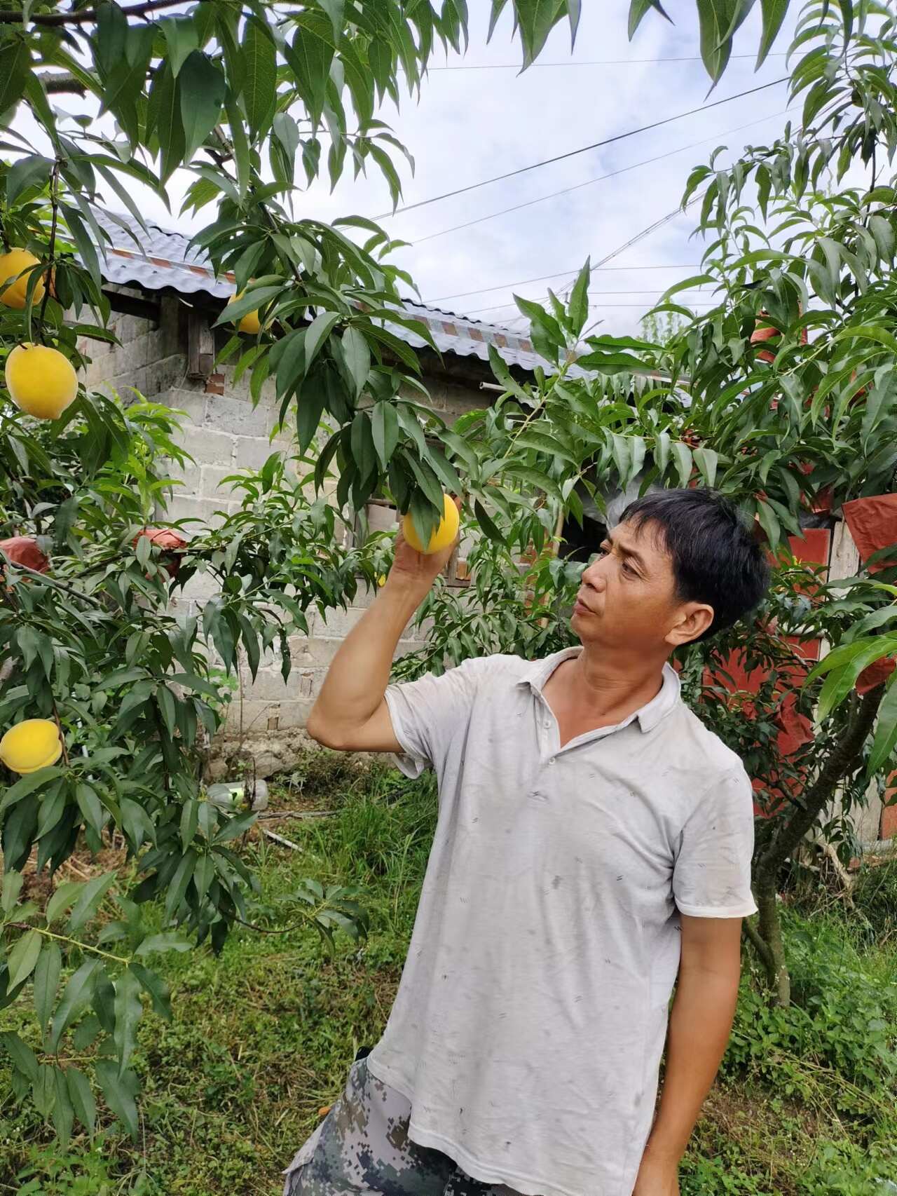 產(chǎn)地炎陵黃桃一件代發(fā)