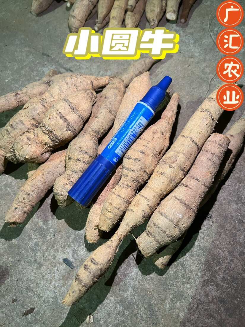 新鲜牛大力薯次牛，肉质饱满粉质清甜年老皮粗一斤也发欢迎联系！