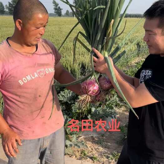 郑州改良二红洋葱种子 芽率高 单果个头大产量高 抗病高几乎不管理