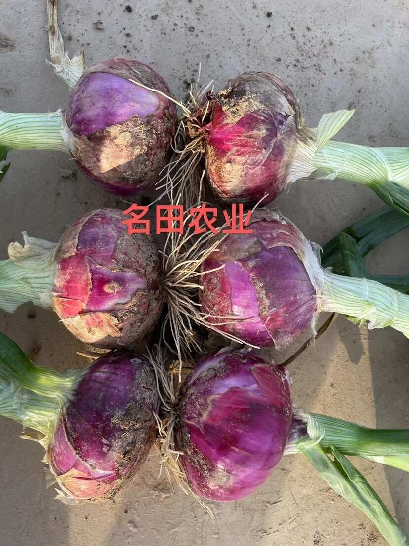 改良二红洋葱种子 芽率高 单果个头大产量高 抗病高几乎不管理