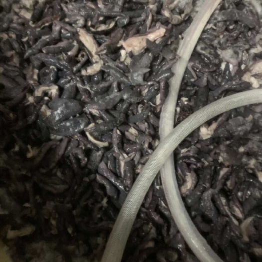 北海海香菇 墨鱼参