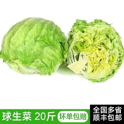 新鲜球生菜20斤汉堡用球形圆生菜西生菜西餐食材沙拉色拉蔬菜批