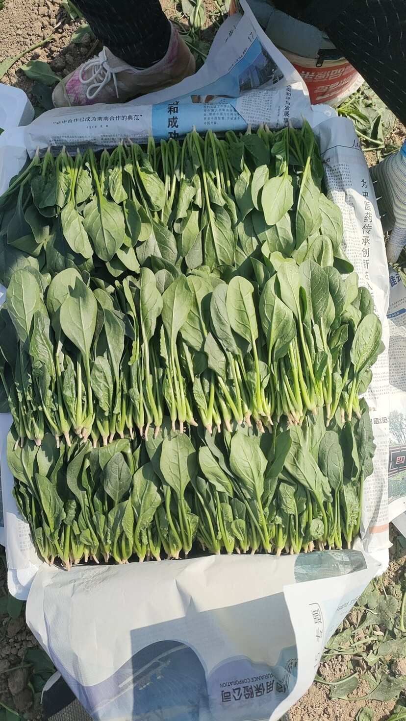 山东曹县万亩蔬菜基地常年供应电商加工厂市场菠菜