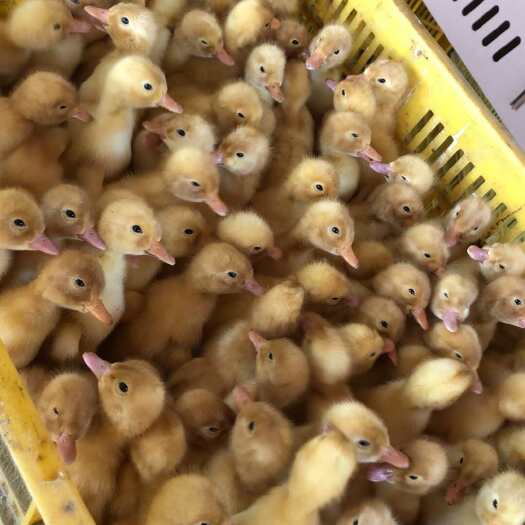 南宁白鸭苗 脱温苗 一件代发