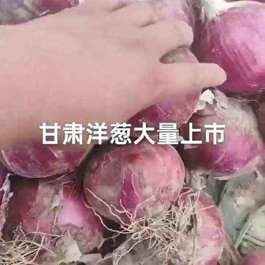 会宁县洋葱