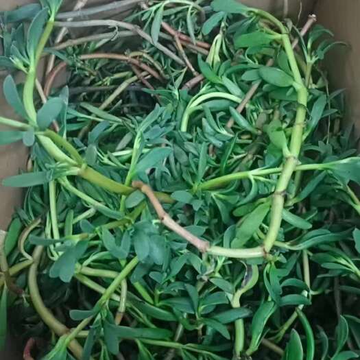 惠州海马齿