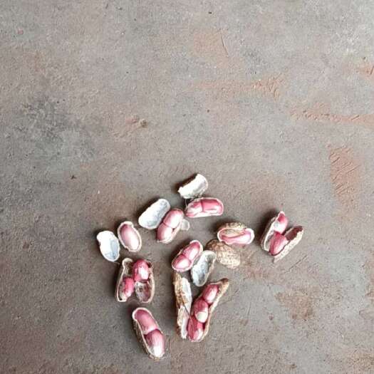 自贡五宝新鲜花生