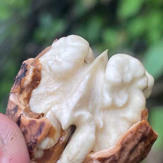 昆明【满口留香，好吃不上火】2025头茬年云南新鲜湿核桃