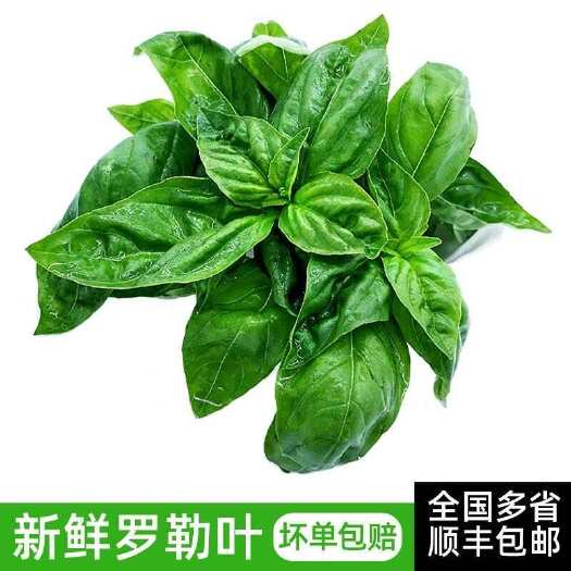孟连县新鲜罗勒叶 九层塔叶金不换鱼香草 西餐食用香料青酱调料新鲜蔬