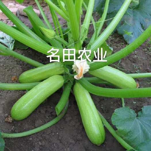 郑州绿皮西葫芦种子 油亮型颜色绿 抗病强 坐瓜能力强膨瓜快