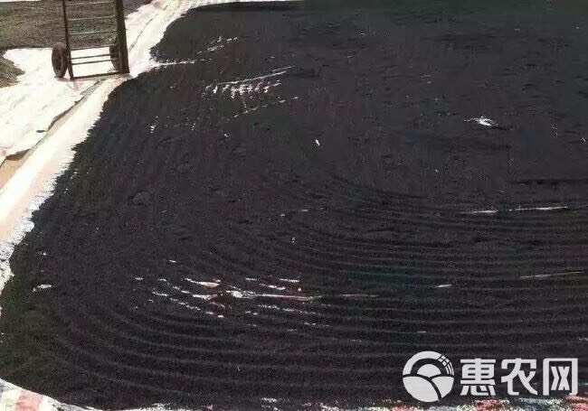 改良二红洋葱种子 芽率高 单果个头大产量高 抗病高几乎不管理
