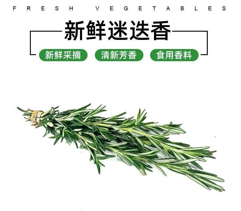 新鮮迷迭香迷失迷迪香枝條燒烤烘焙調(diào)料西餐煎牛排食用香料香草