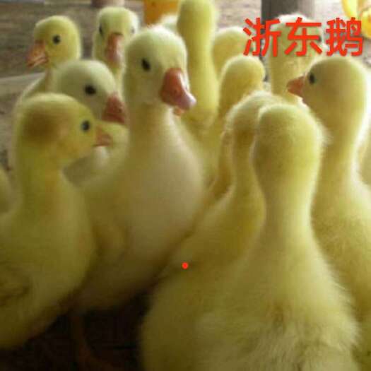 滕州市白鹅苗
