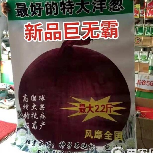 紫皮二红洋葱种子 半高桩颜色好 大果扁圆熟脆甜 抗病强产量高