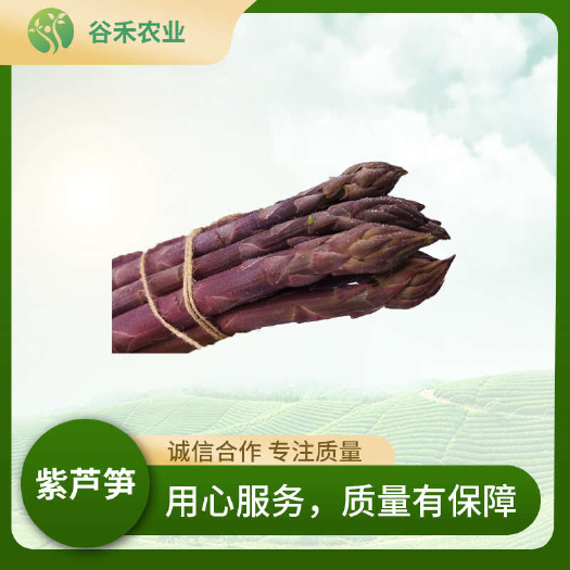 芦笋种子  水果型甜紫芦笋，笋茎粗壮口感好