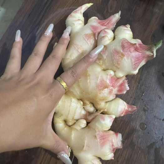 芒市菜姜