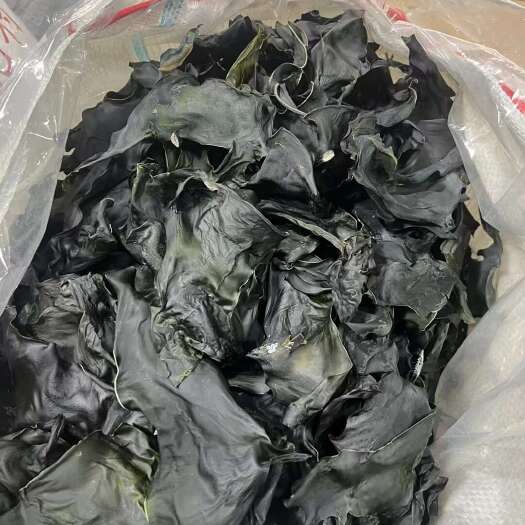 广州海带头——超厚肉无沙无盐