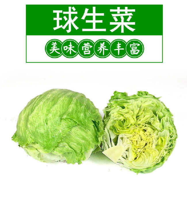 新鲜球生菜20斤汉堡用球形圆生菜西生菜西餐食材沙拉色拉蔬菜批