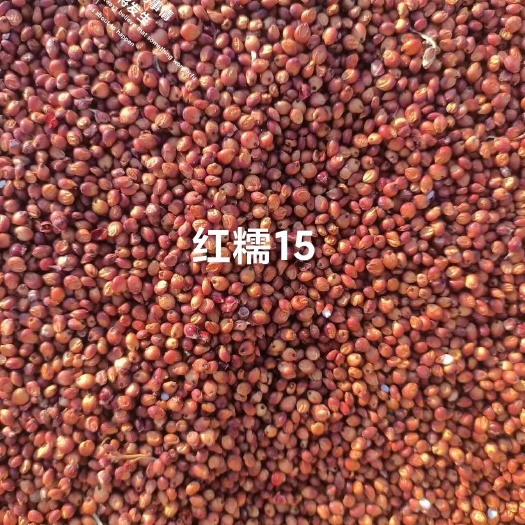 集贤县品种国产酿酒高梁:龙杂21，绥杂9。容重760，水份15
