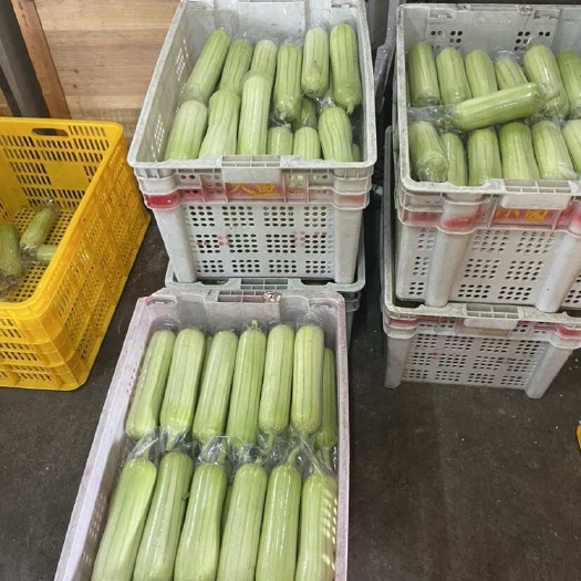 浏阳市湖南白玉肉丝瓜新鲜白丝瓜基地直发
