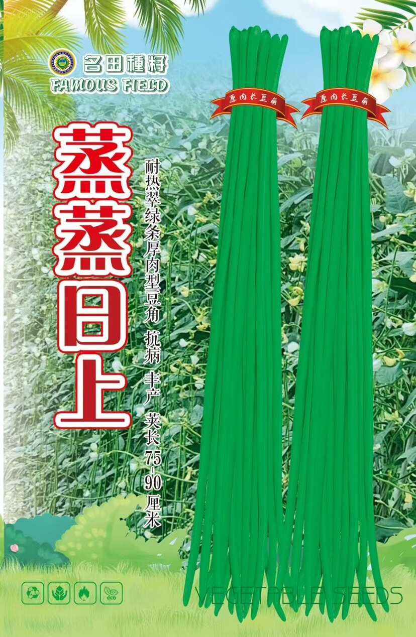 淡黄花豆角种子耐热豆角双颊结的多 条长90cm顺直肉厚不鼓包