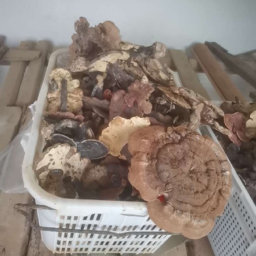 庐江县灵芝