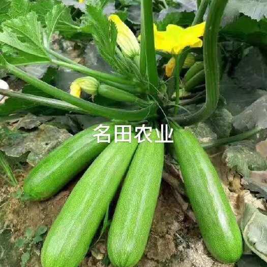 郑州升级绿皮西葫芦种子 油亮型颜色绿 抗病强 坐瓜能力强膨瓜快
