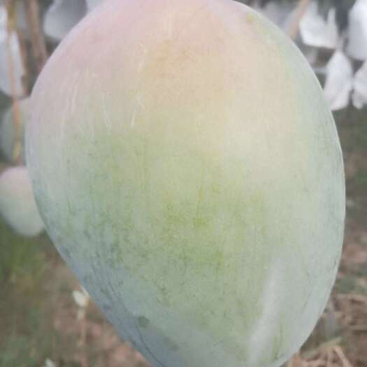 盐边县攀枝花凯特芒果