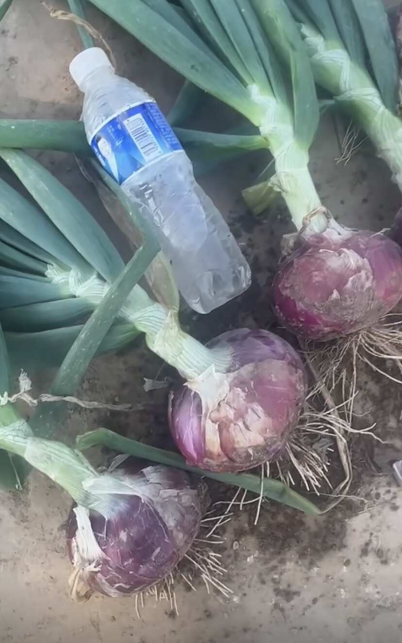 改良二红洋葱种子 芽率高 单果个头大产量高 抗病高几乎不管理