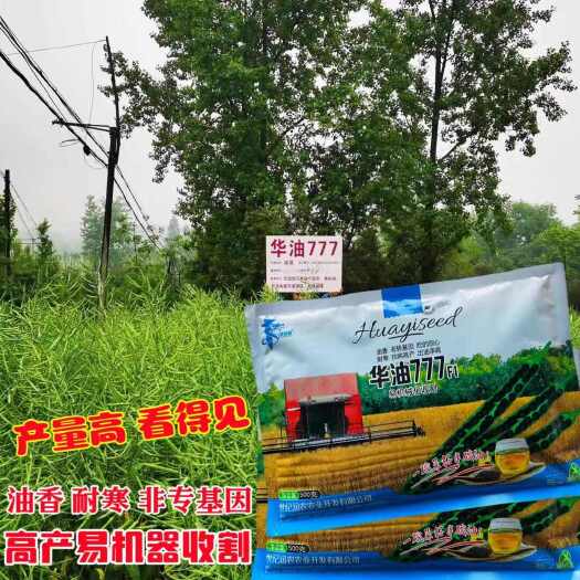 华油777油菜籽种子