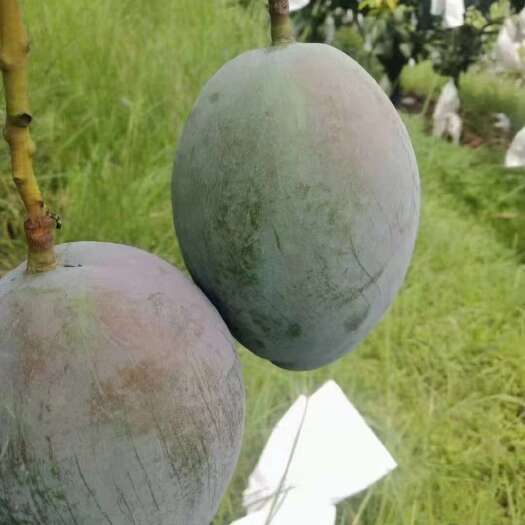 攀枝花攀枝花凯特芒果整箱代发