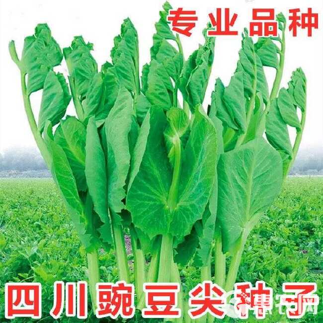 胖嫩无须豌豆尖 大叶无须黑眉豌豆尖种子  大无须清香豌豆尖种