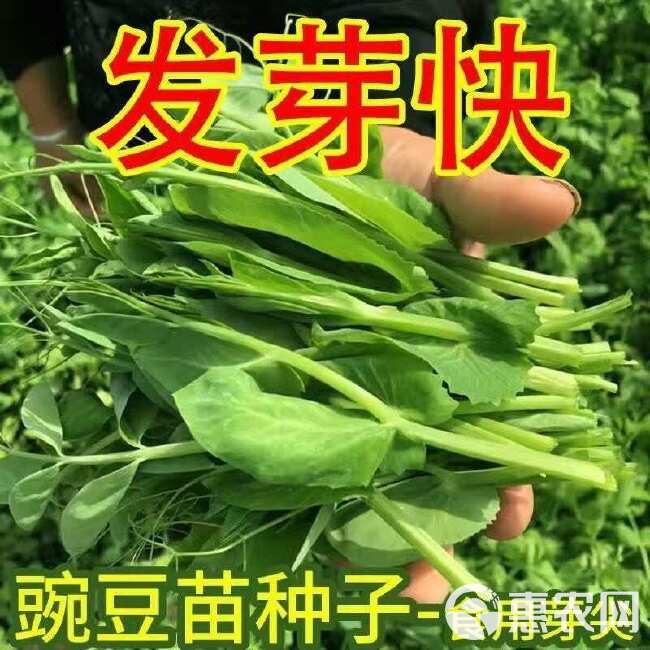 胖嫩无须豌豆尖 大叶无须黑眉豌豆尖种子  大无须清香豌豆尖种