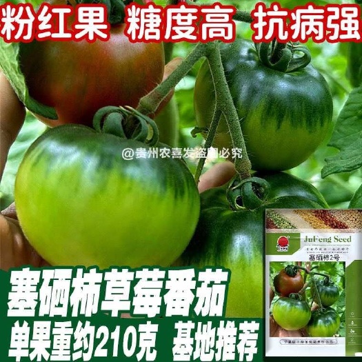 塞西柿草莓番茄种子基地种植草莓柿子种籽绿肩浓特甜口感番茄种子