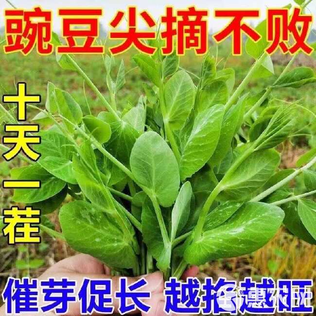 胖嫩无须豌豆尖 大叶无须黑眉豌豆尖种子  大无须清香豌豆尖种