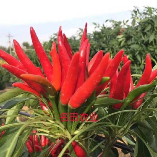 郑州 高辣蔟生朝天椒种子三系杂交抗病强 春茬麦茬可种早熟 辣度高