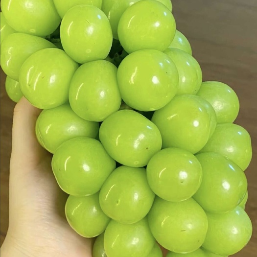 上海阳光玫瑰